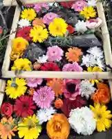 札幌護國神社の手水舎