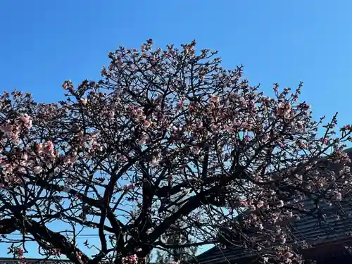 西新井大師総持寺の自然