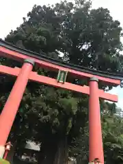 河口浅間神社の鳥居