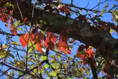 長屋神社の自然