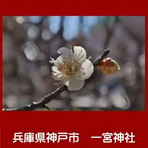 一宮神社の自然