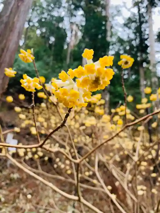 日光二荒山神社の自然