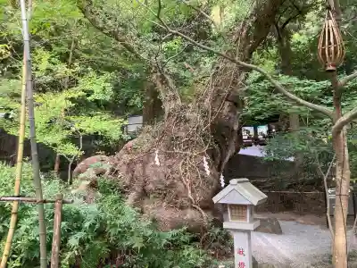 來宮神社(静岡県)