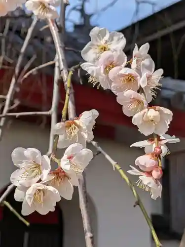 成願寺(東京都)
