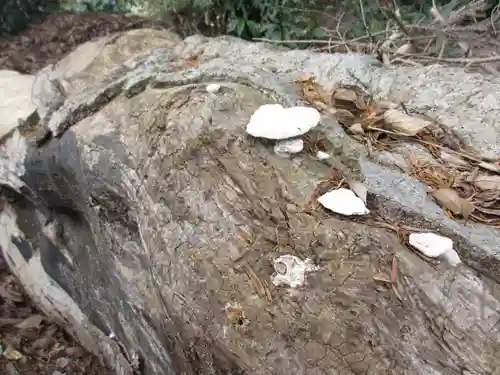 富里香取神社の自然