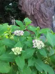 新琴似神社の自然