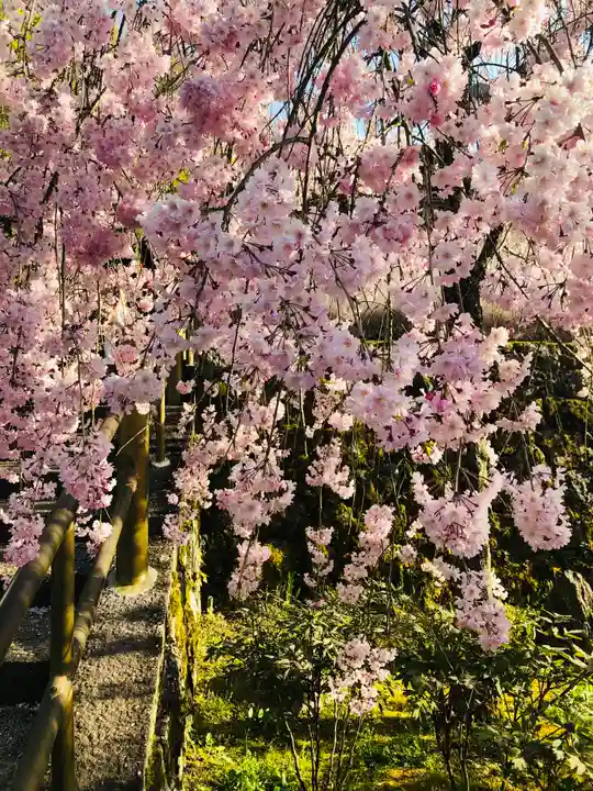岡寺(龍蓋寺)(奈良県)