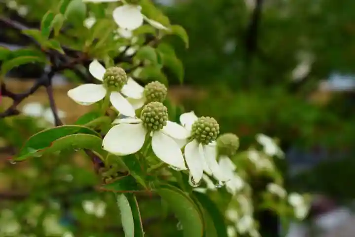 大松禅寺(京都府)