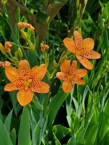 沙沙貴神社(滋賀県)