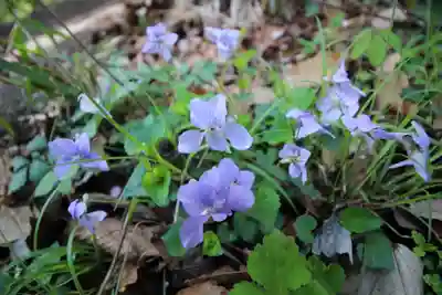 弘法山 大師堂の自然