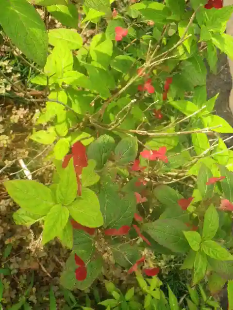 御霊神社の自然