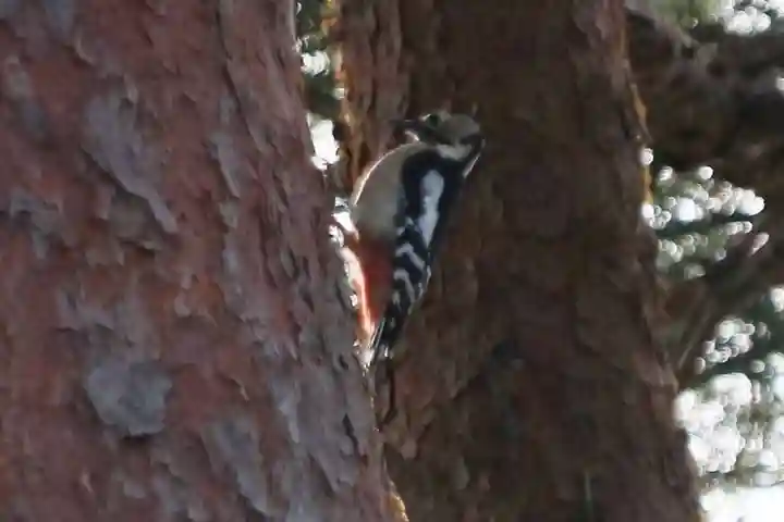 豊景神社の動物