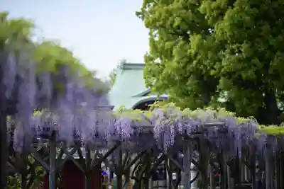 亀戸天神社(東京都)