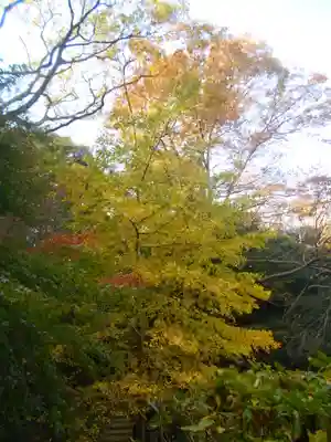 安國論寺(安国論寺)の自然