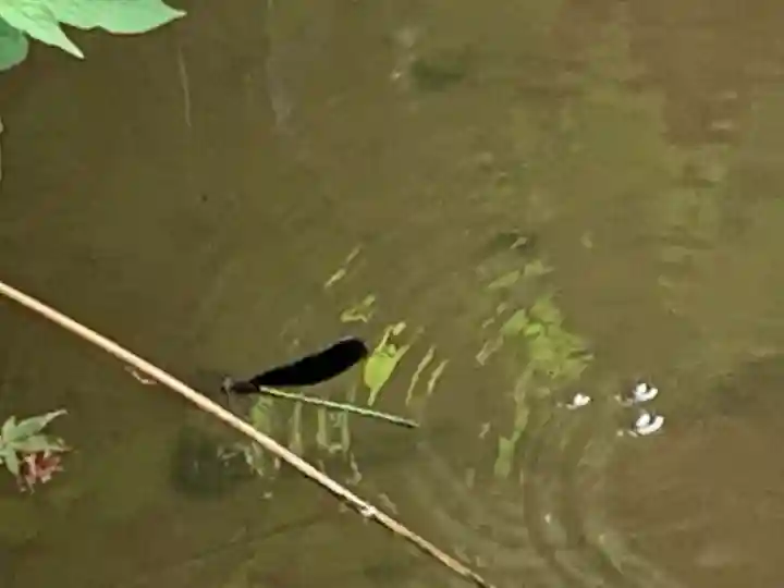 箭神神社の動物