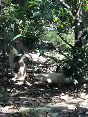 大江神社の動物