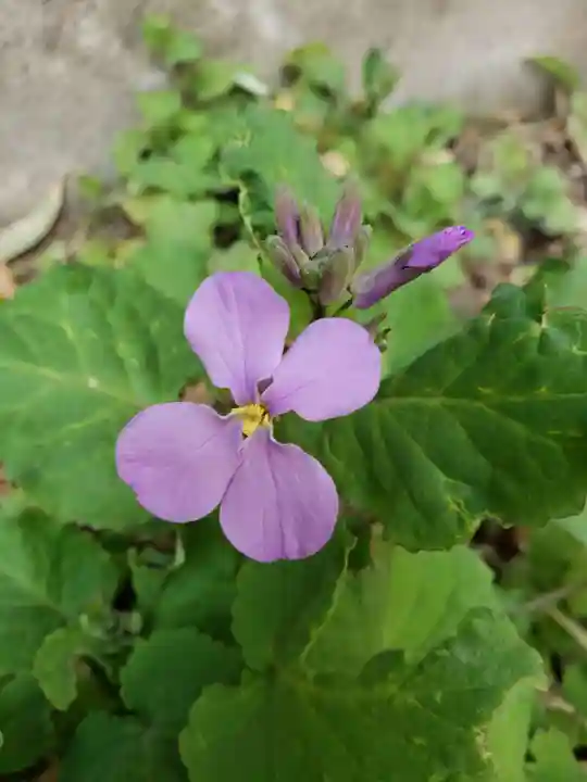 鷺宮八幡神社(東京都)