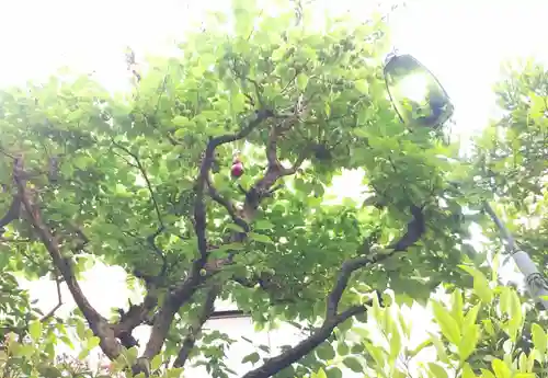 秋葉神社の自然