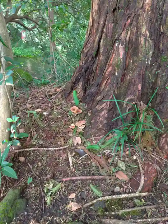 富士山本宮浅間大社の自然