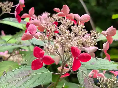 粟井神社の自然