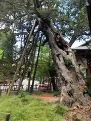 鶴岡八幡宮(神奈川県)