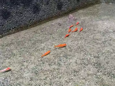 石内のお大師さん　金剛院(広島県)