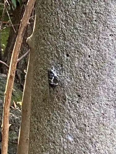 赤坂氷川神社(東京都)