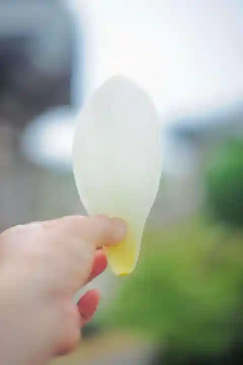 浄土寺(兵庫県)