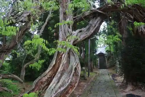 春日神社の自然
