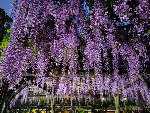 亀戸天神社(東京都)