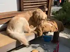 霊鑑寺門跡の動物