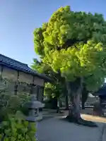 境内にある楠木