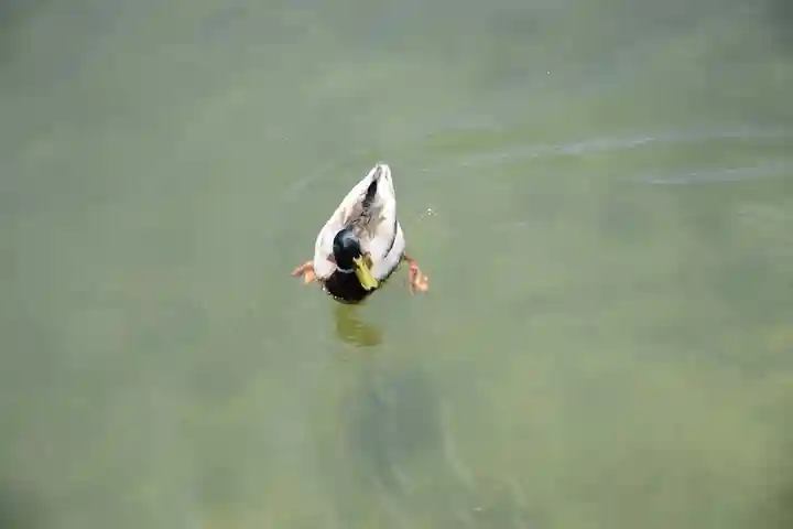 平安神宮の動物