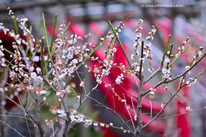 亀戸天神社(東京都)