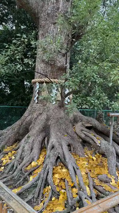 和泉國一之宮 大鳥大社(大阪府)