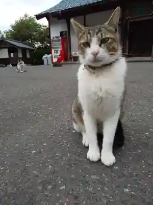 御誕生寺（猫寺）(福井県)