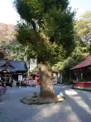 薬師寺八幡宮の自然