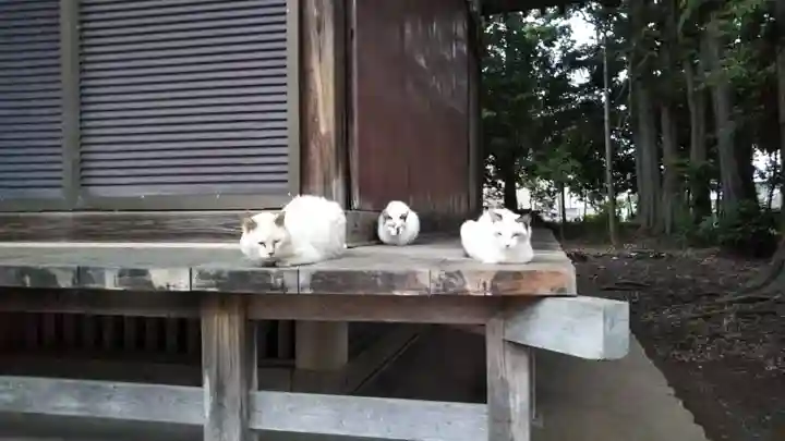 八幡神社の動物