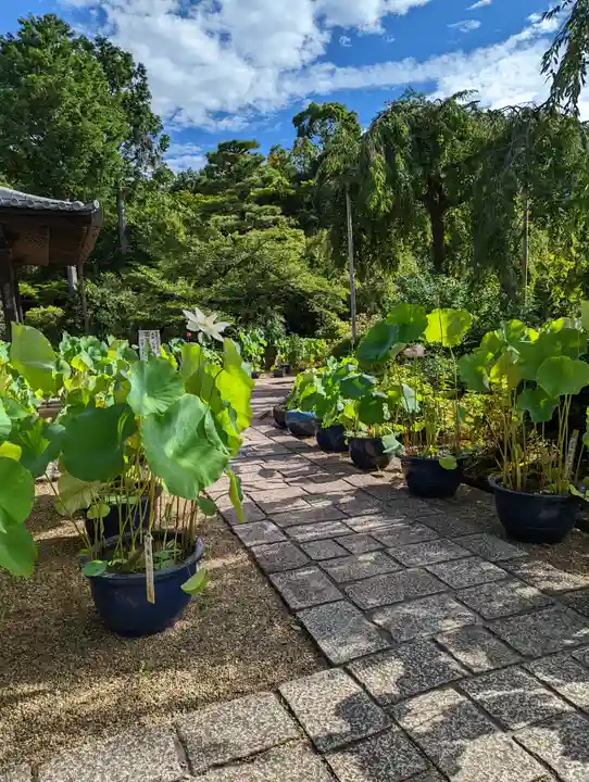 法金剛院(京都府)