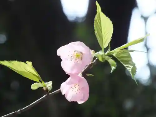 近江神宮の自然