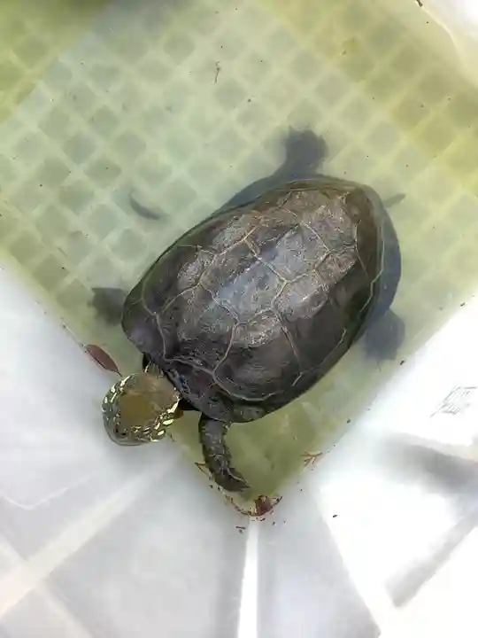 玉野御嶽神社の動物