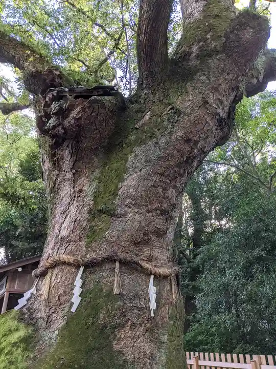 熱田神宮の自然
