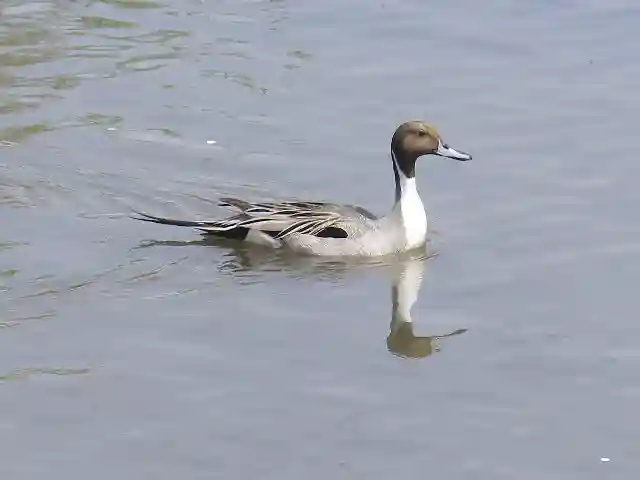 鶴岡八幡宮の動物