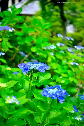 長壽寺（長寿寺）(神奈川県)