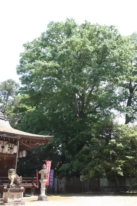 村屋坐弥冨都比売神社(奈良県)