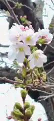 厄除の宮　駒林神社の自然