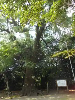 綾神社(宮崎県)