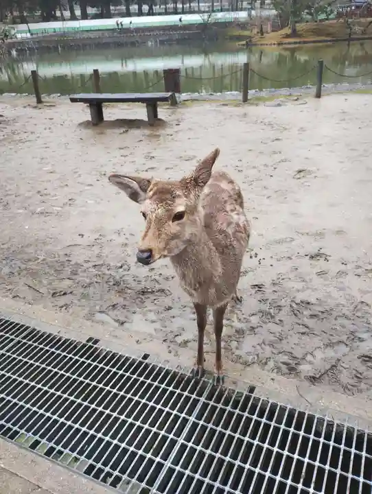 東大寺(奈良県)