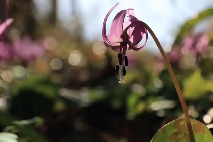 鹿島大神宮の自然