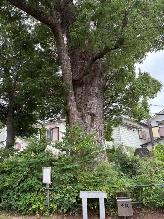 小戸神社の自然